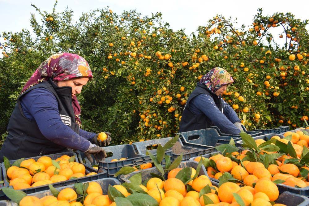 Kilosu 2 liraya düşmüştü 320 ton ücretsiz dağıtıldı