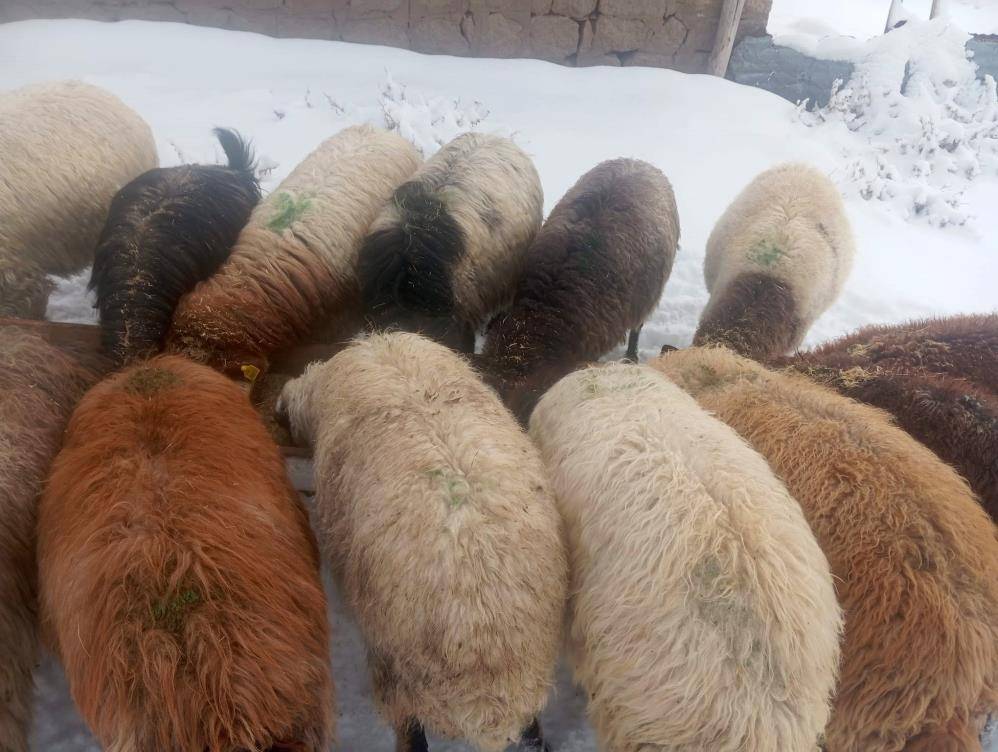 Türkiye'nin en yüksek köyünde kar meraları kapladı