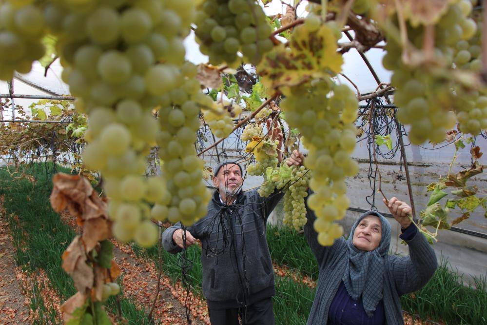 Üretmek isteyenlere 75 yaşındaki kadın çiftçi en iyi örnek