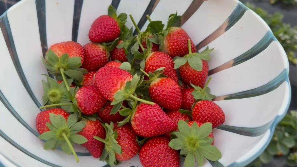 Anamur'da çilekte kışın da hasat sürüyor