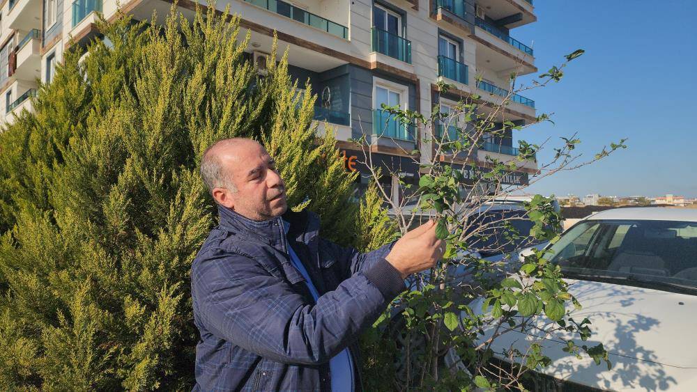 Kasımda çiçek açtı aralıkta meyve verdi