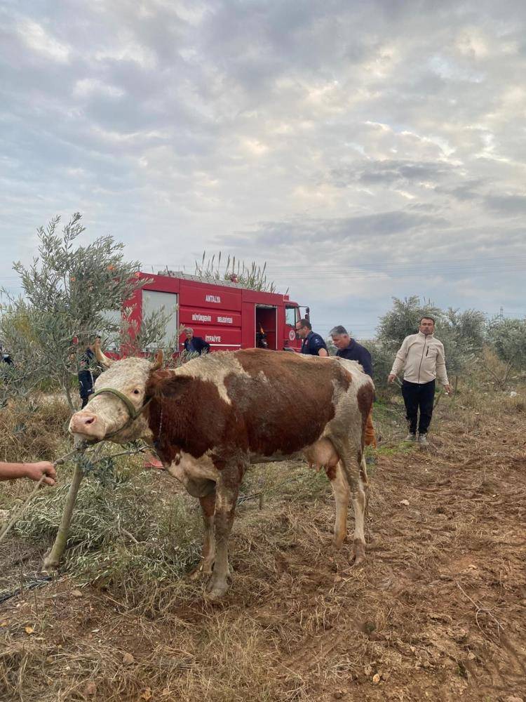 Sulama kanalına düşen inek güçlükle çıkarıldı