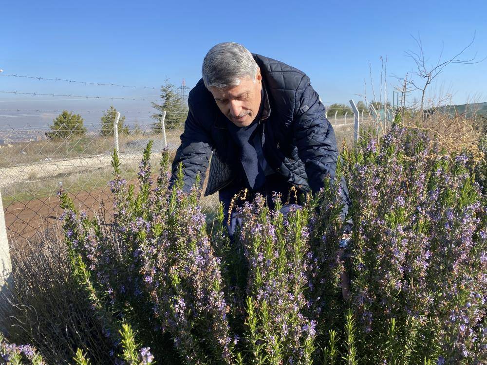 Eskişehir kışına ve soğuğuna dayanıklı biberiye geliştirildi