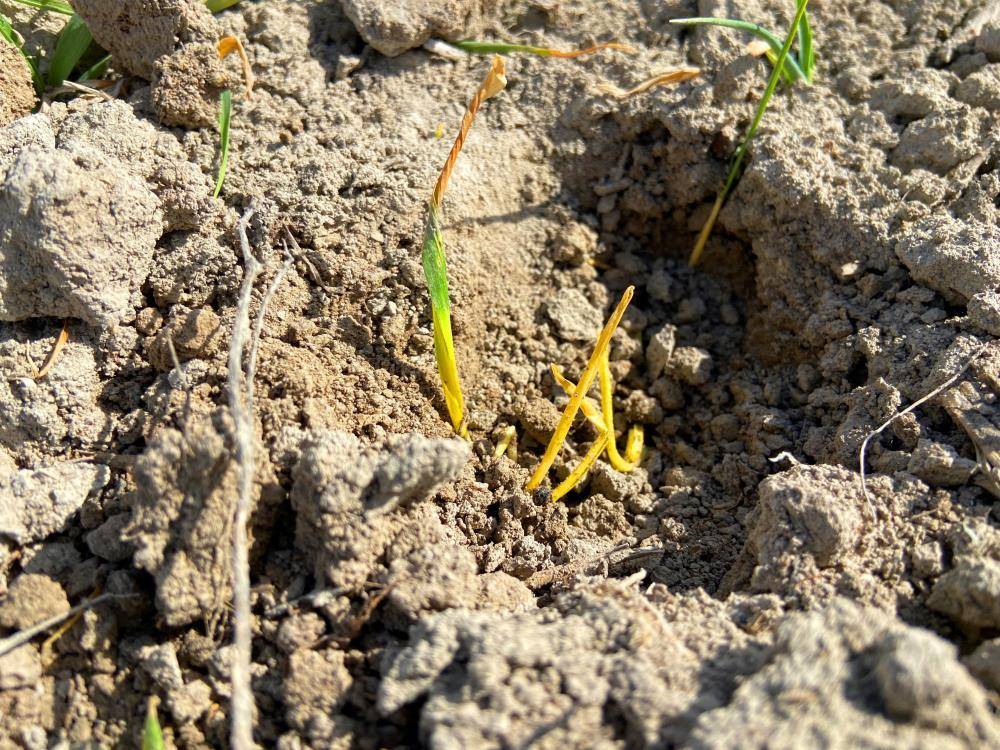 Hububatta kuru toprak için 