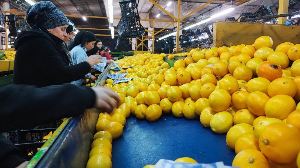 Tarımda yılın fiyat artışı şampiyonu limon oldu