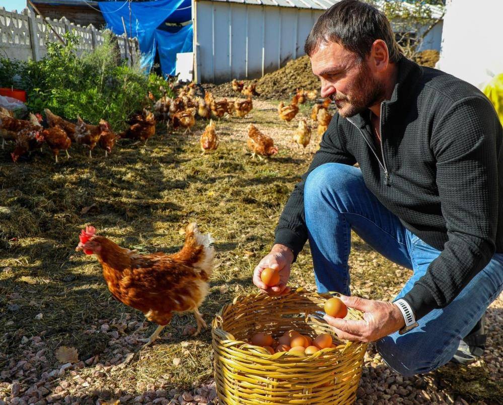 Ordu'da yumurta üretimi 10'a katladı ihracat bile yapıldı