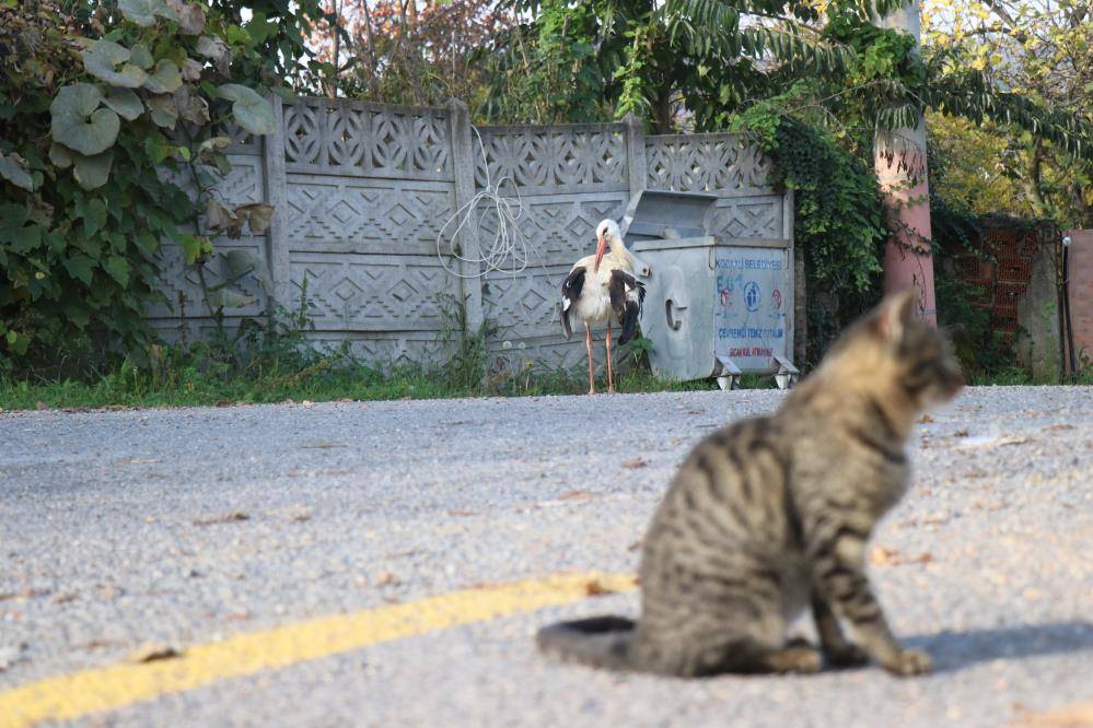 Yuvadan atılan leyleğe sahip çıktı sobalı oda yaptı