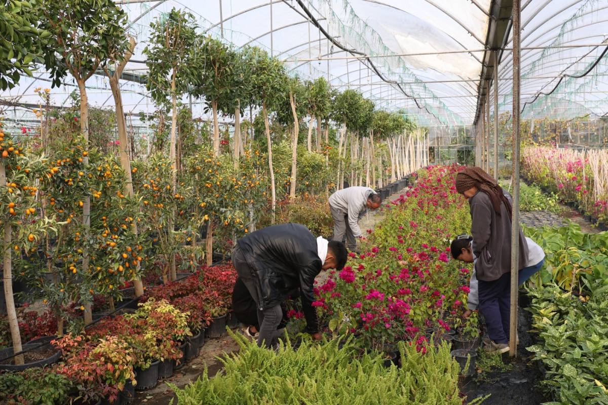Alım garantisi ile 10 yılda 28 milyon süs bitkisi ürettiler
