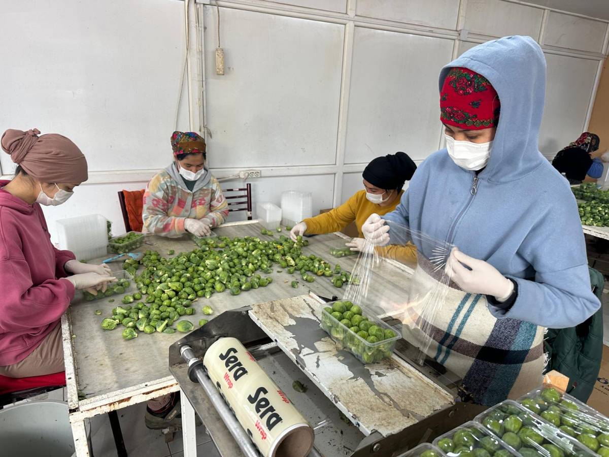 Rusya ve Hollanda lahanayı