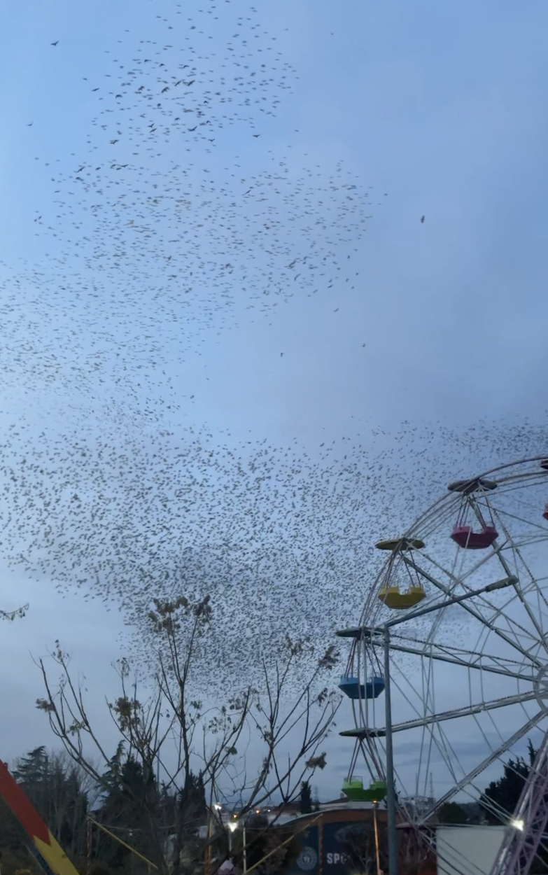 Sığırcıklardan “Murmurasyon