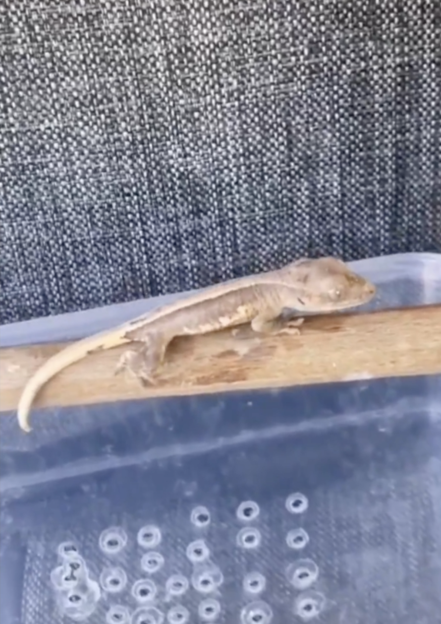 Burdur'daki operasyonda bir evde 4 yabanı hayvan bulundu