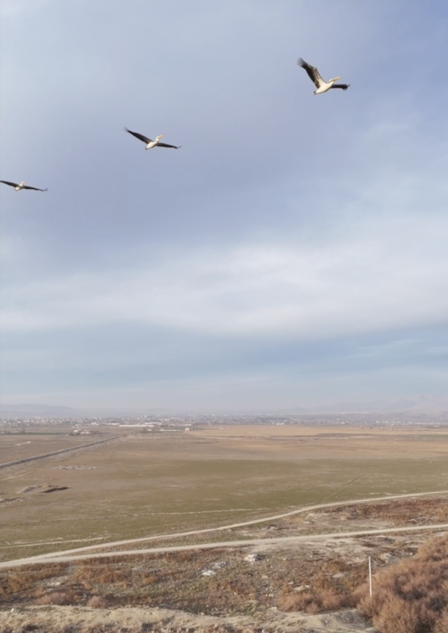 Güneye uçan pelikan sürüsü şaşırttı