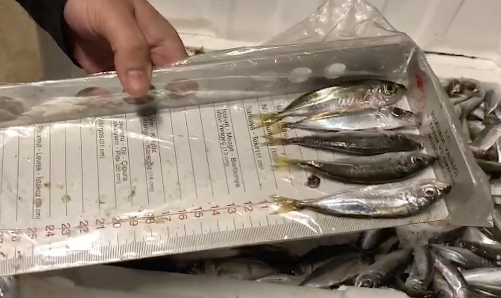 Su ürünleri avcılığına yönelik 177 bin denetim yapıldı