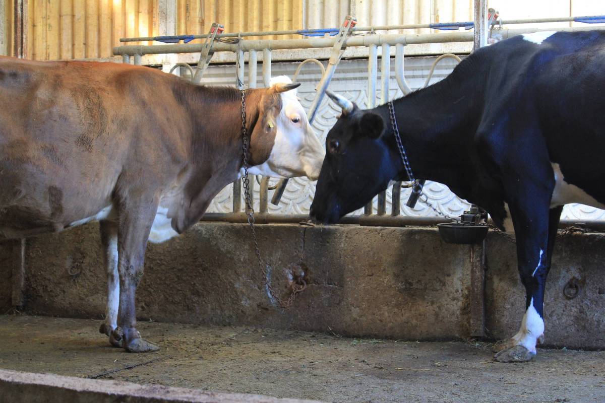 Sencer Solakoğlu Bursa Damızlık Birliğinden istifa etti