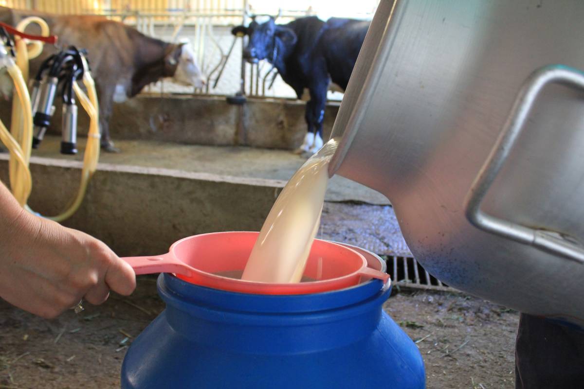 Şapın etkileri görülmeye başlandı süt üretimi düşüşte