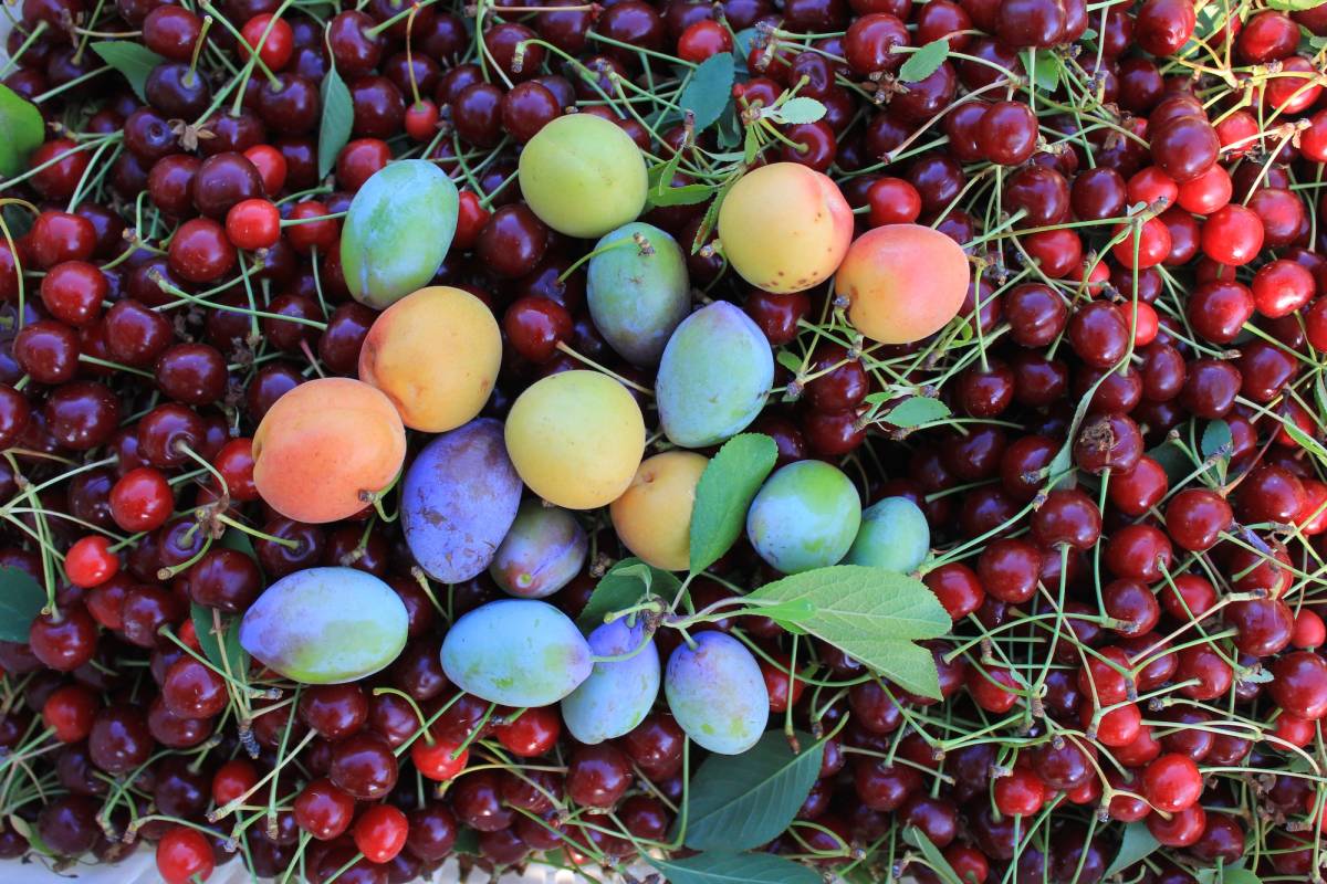 Tahıl ve meyve üretimi adeta çakıldı