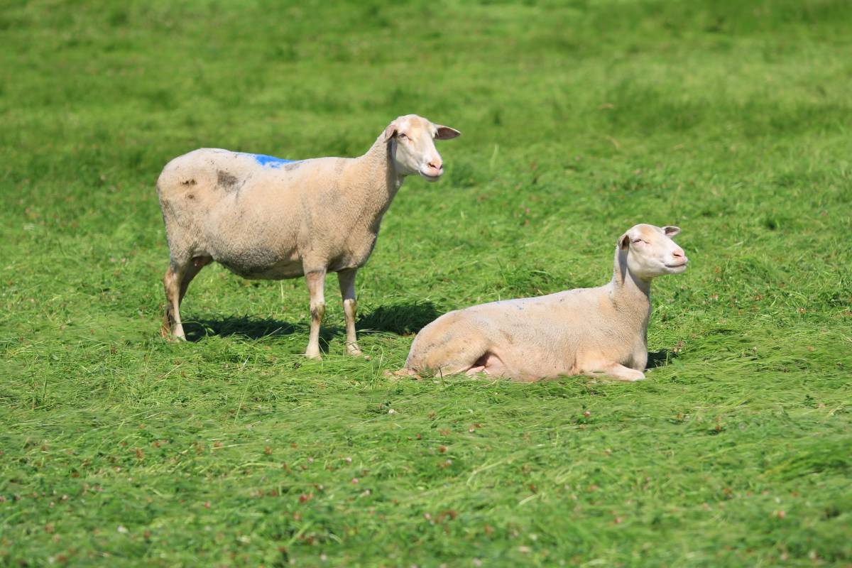 Meralar otsuz kaldı yem maliyetleri yükseldi