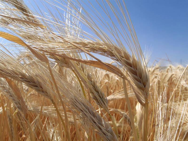 Kuraklık ve yüksek yem fiyatları yem ekilişlerini artırdı