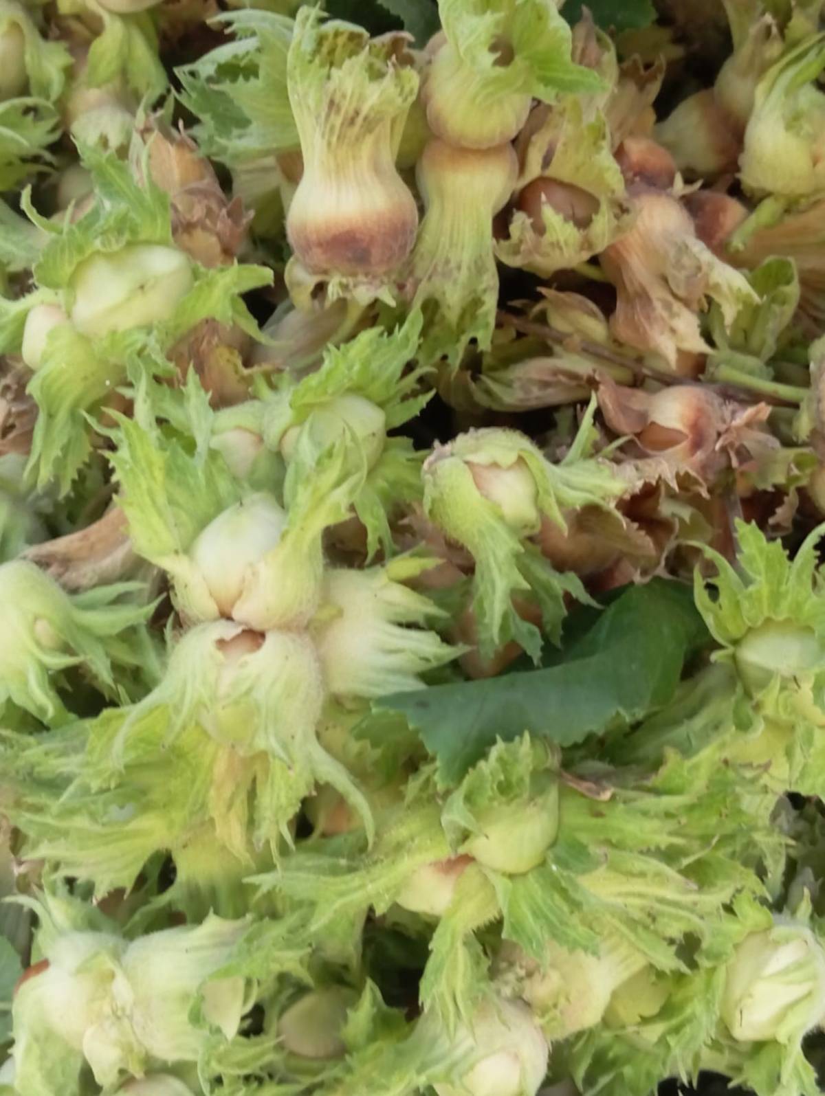 Fındıkta işler pek iyi gitmiyor