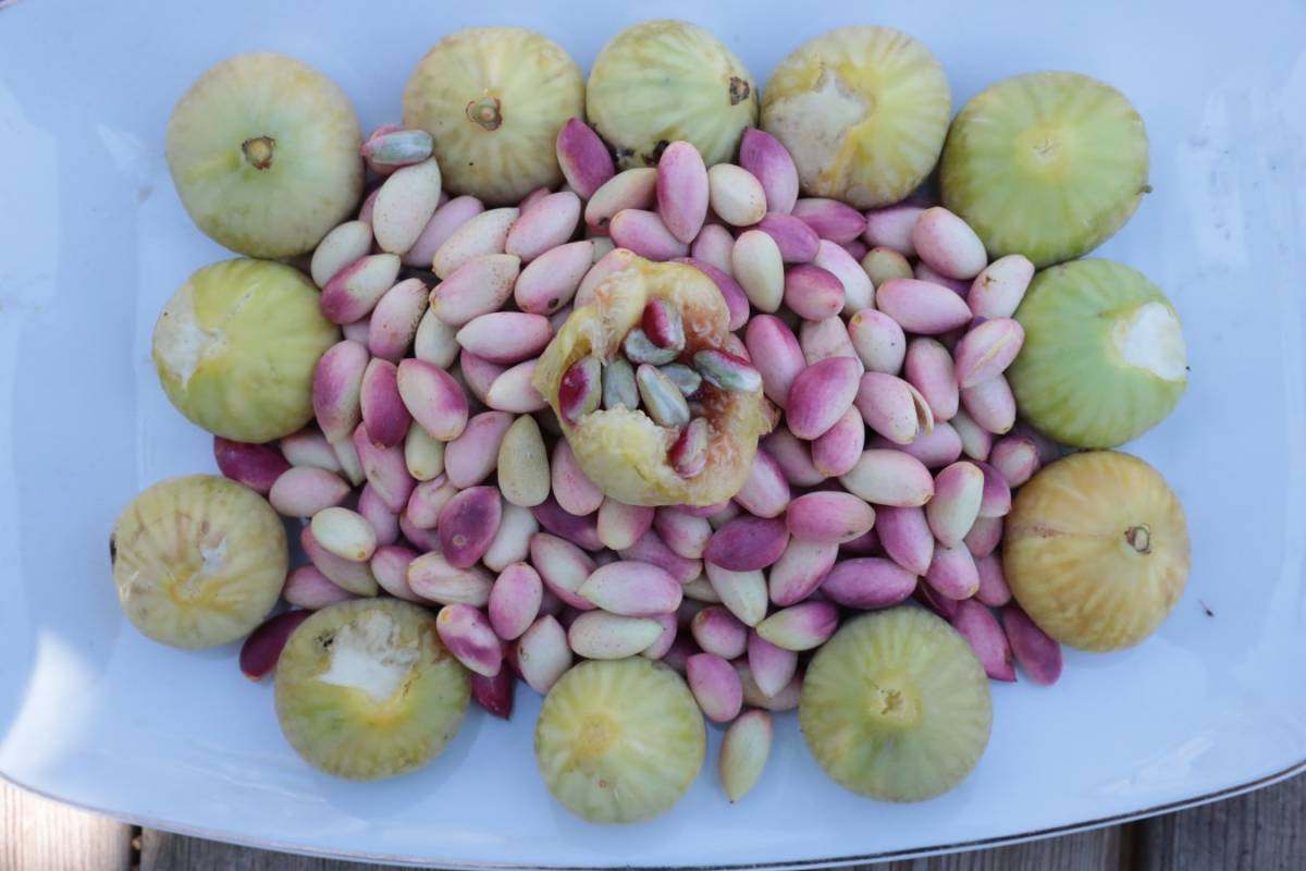 Kalitesi fıstık depoda kalitesiz ithal fıstık piyasada