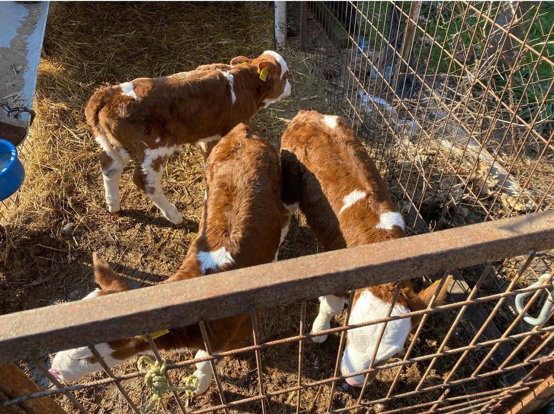 Edirne'de bir sığır üçüz doğurdu