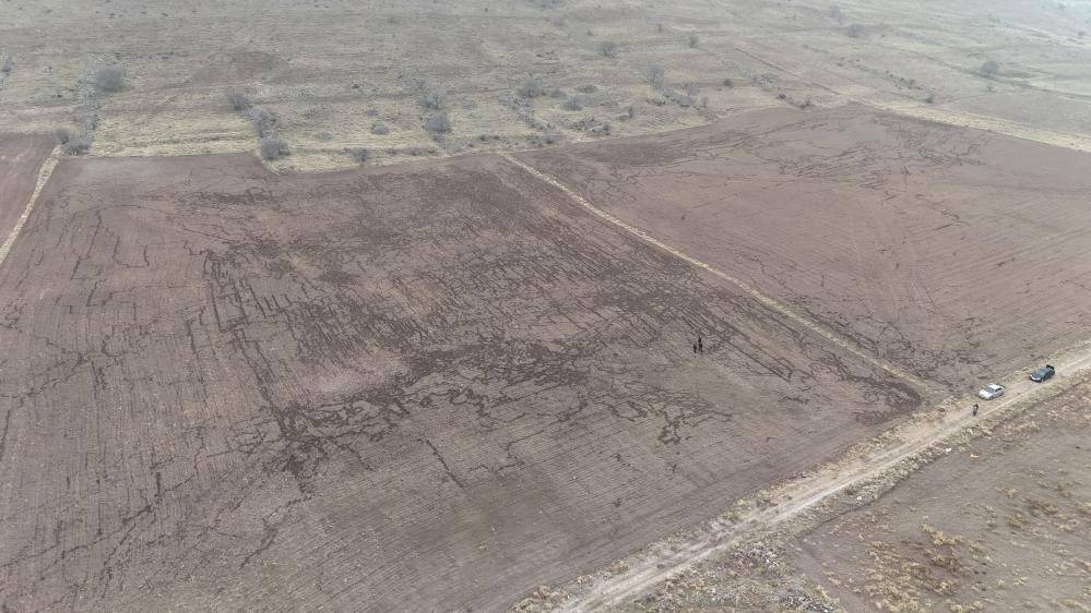 Karaman'da yaban domuzu sürüsü tarlayı 