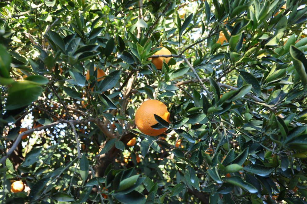 Kozan portakalında hasat başladı