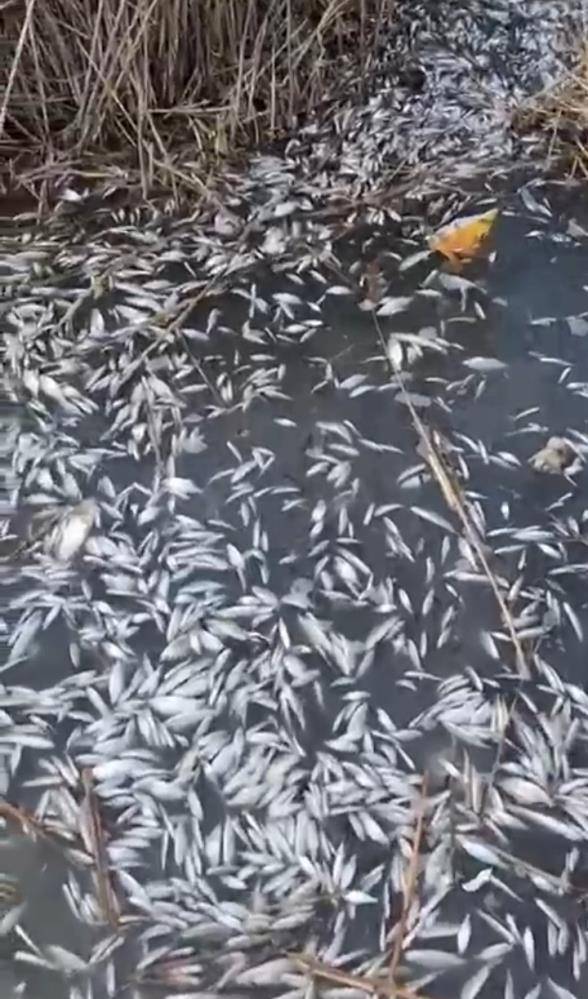Uluabat Deresi'nde binlerce balığın ölmesi endişe yarattı