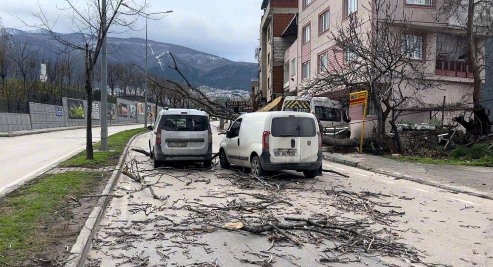 Bursa'da şiddetli lodos ağaçları devirdi