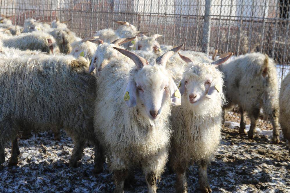 Koruma altındaki Ankara keçilerinin 600 yavrusu olacak