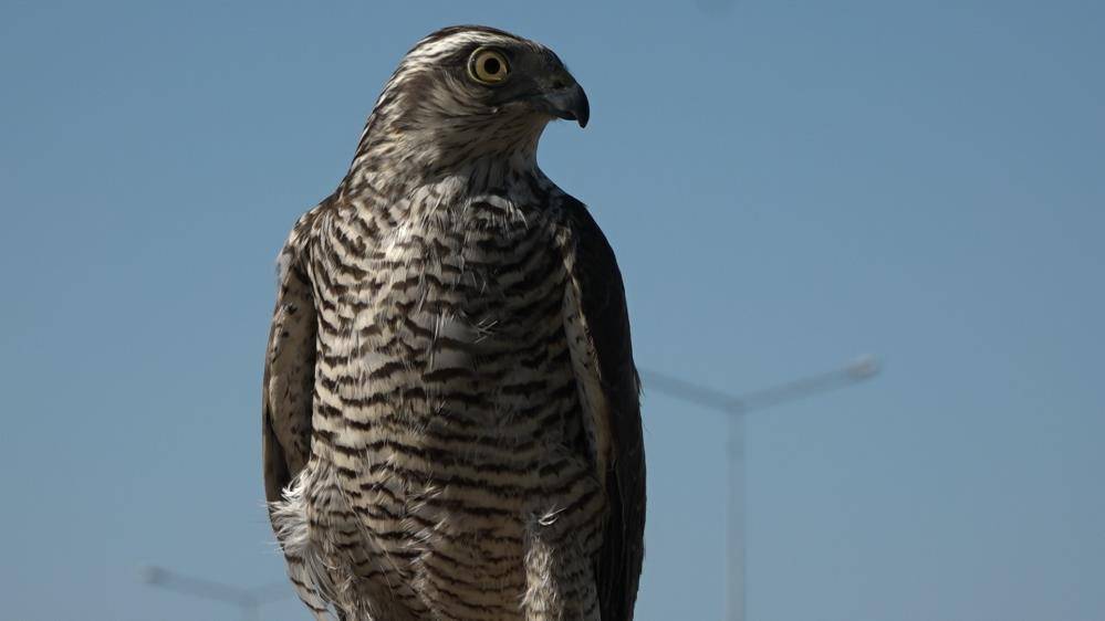 Arsızını bulup bir hafta eğitim veriyorlar sonra hadi ava