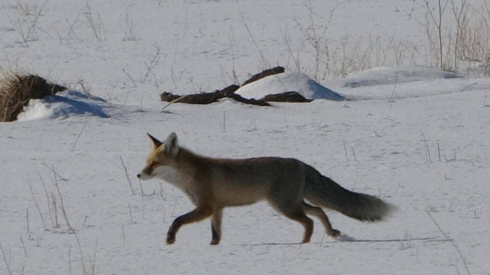 Tilkilerin karla kaplı arazide fare avı