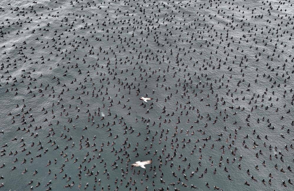 Halı gibi denizin yüzeyini kapladılar