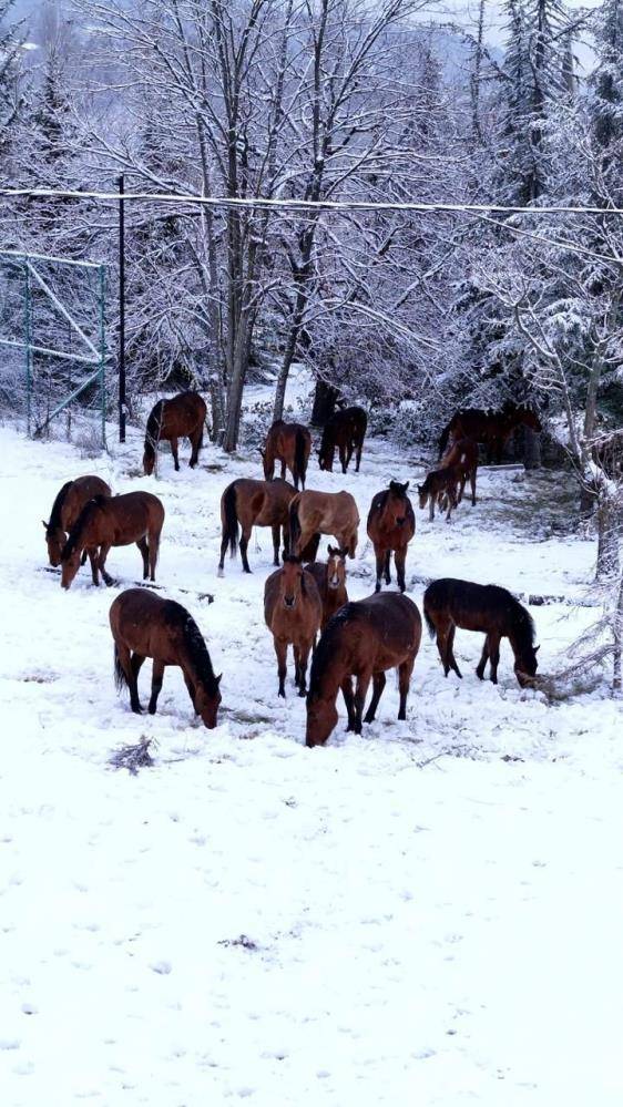 Okul bahçesine giren yılkı atları samanla beslendi