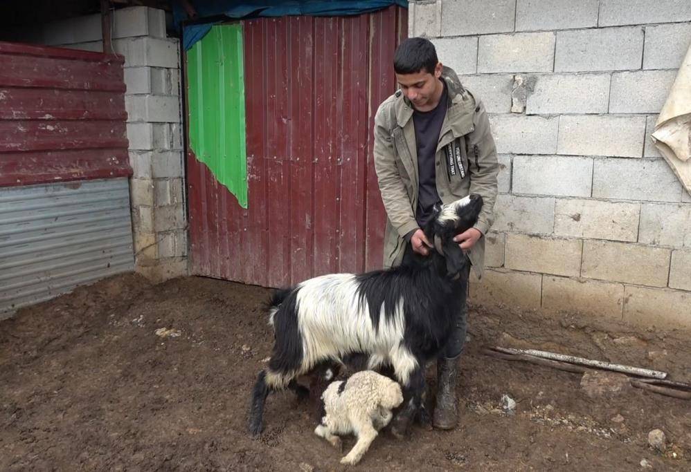 Annesinin kabul etmediği kuzu 2 oğlakla süt kardeş oldu