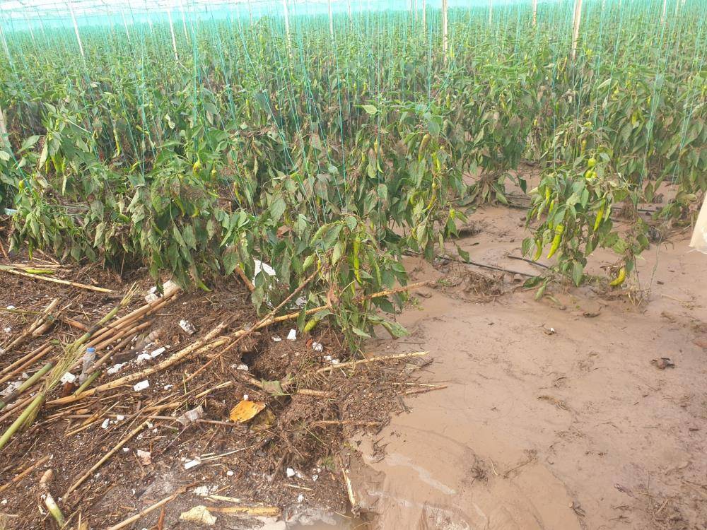 Antalya afeti yaşadı; çiftçiler ağlayarak anlattı