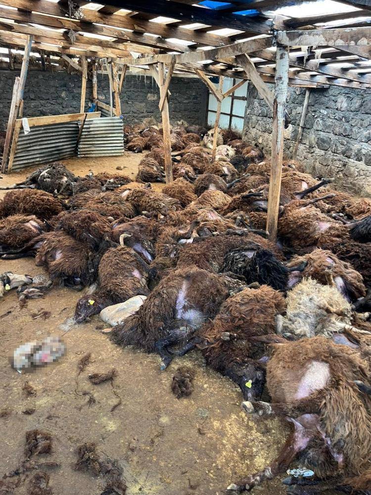 Köye inen kurt sürüsü 130 koyunu telef etti