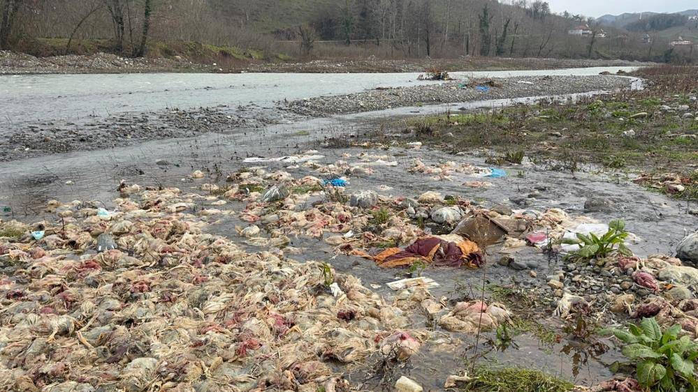 Çay yatağına atılmış onlarca tavuk ölüsü endişe yarattı