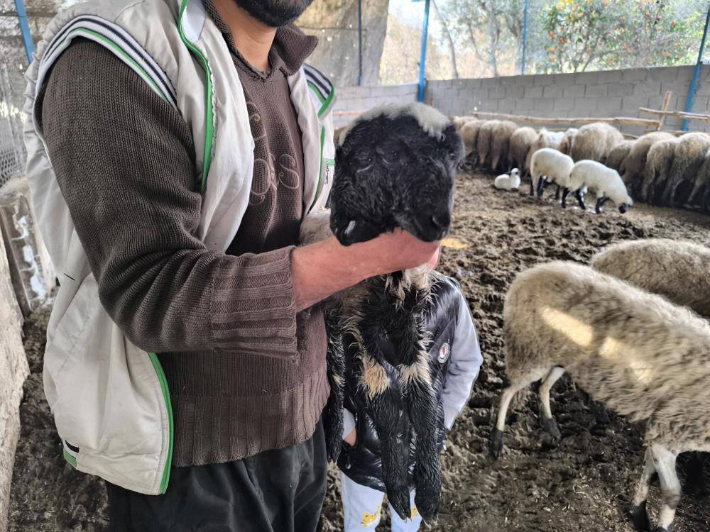 İki başlı doğan kuzuya özenle bakıyor