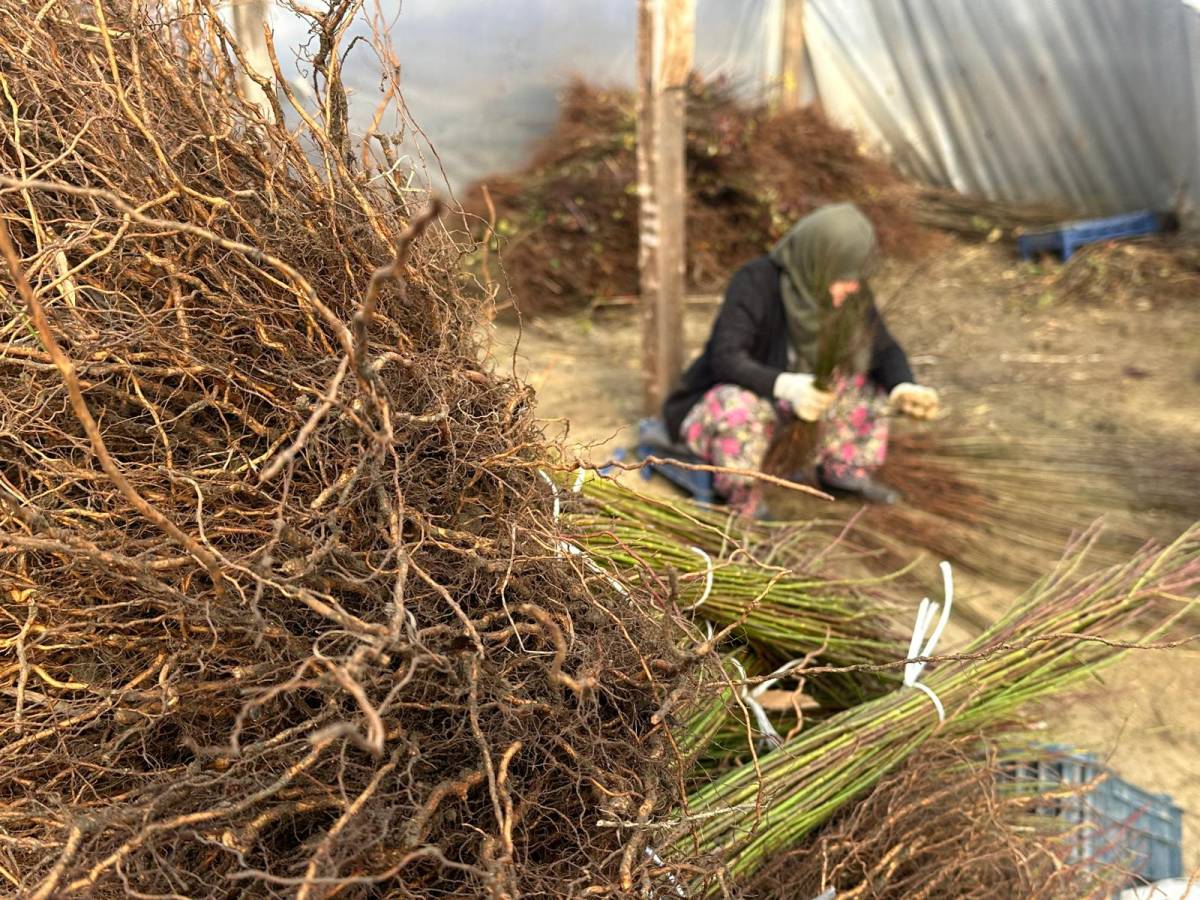 Kurulan her meyve bahçesinde