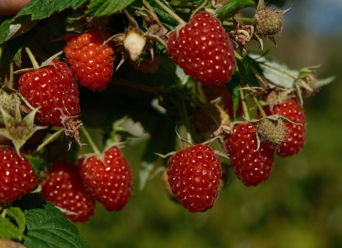 Kestel'de ahududu üretimi Sırbistan modeliyle artırılacak