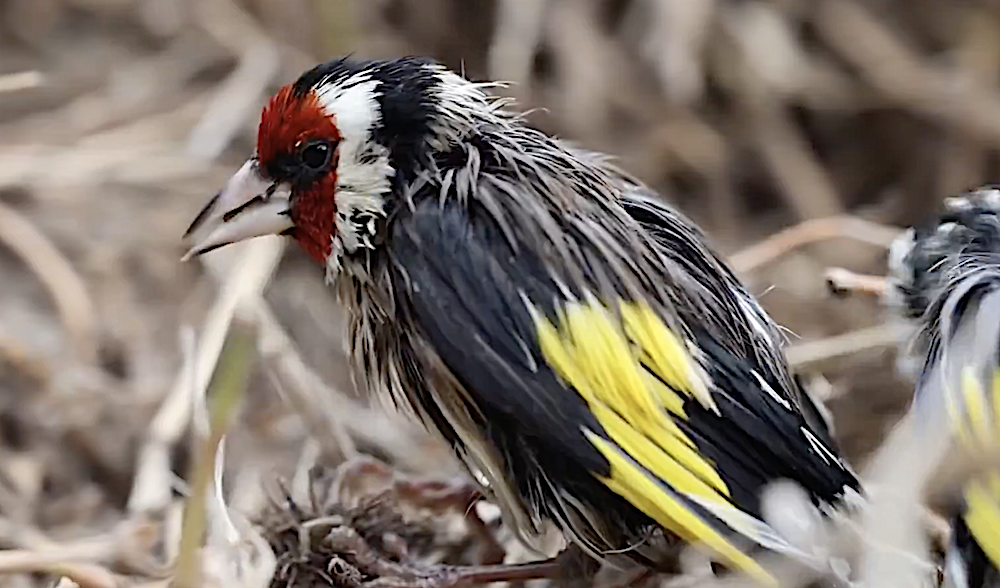400 saka kuşu özgürlüğe kanat çırptı