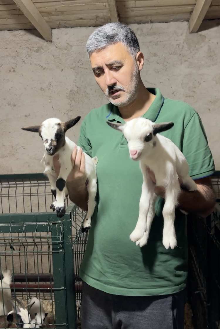 Ne eti ne sütü için besleniyorlar; küçükler çok seviliyorlar