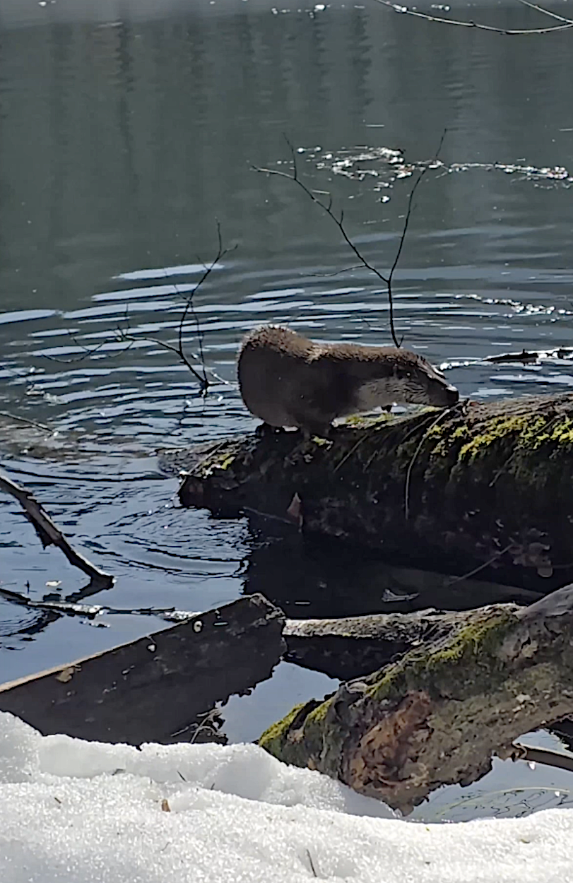 Yedigöller Milli Parkı'nda su samuru görüntülendi