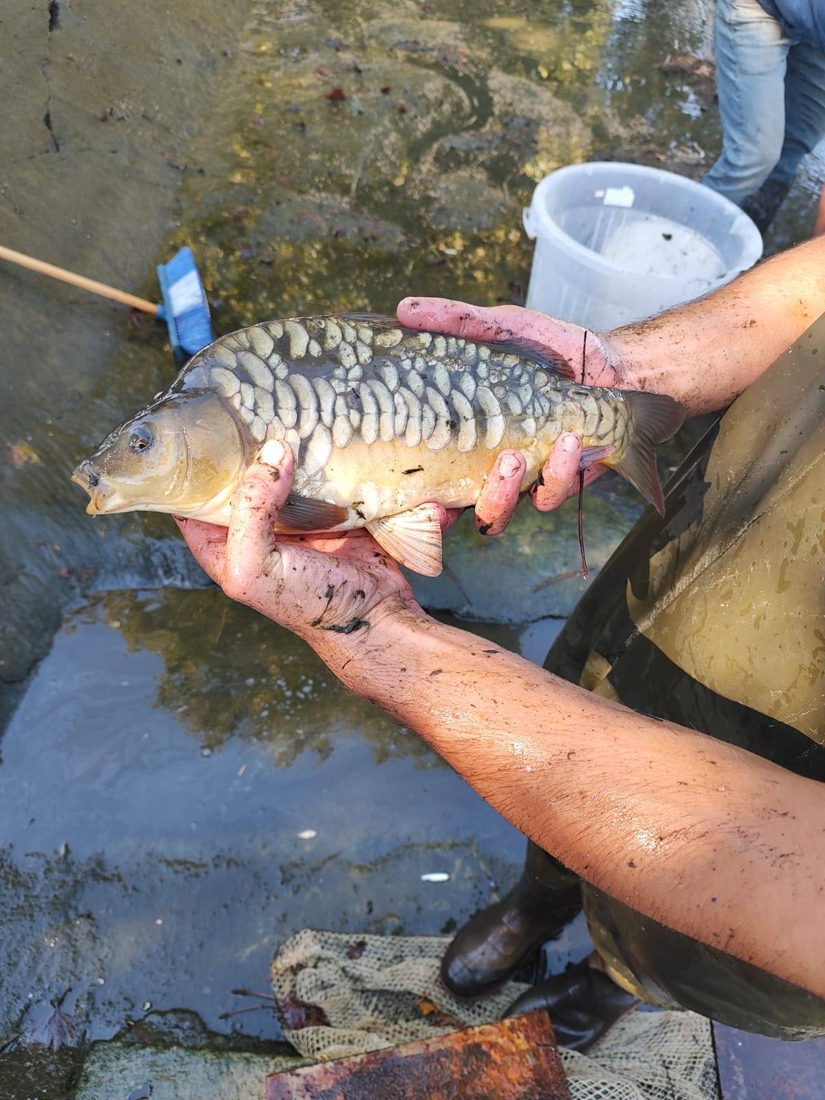 Edirne'de üretildi İstanbul ve Bursa'da sulara bırakıldı