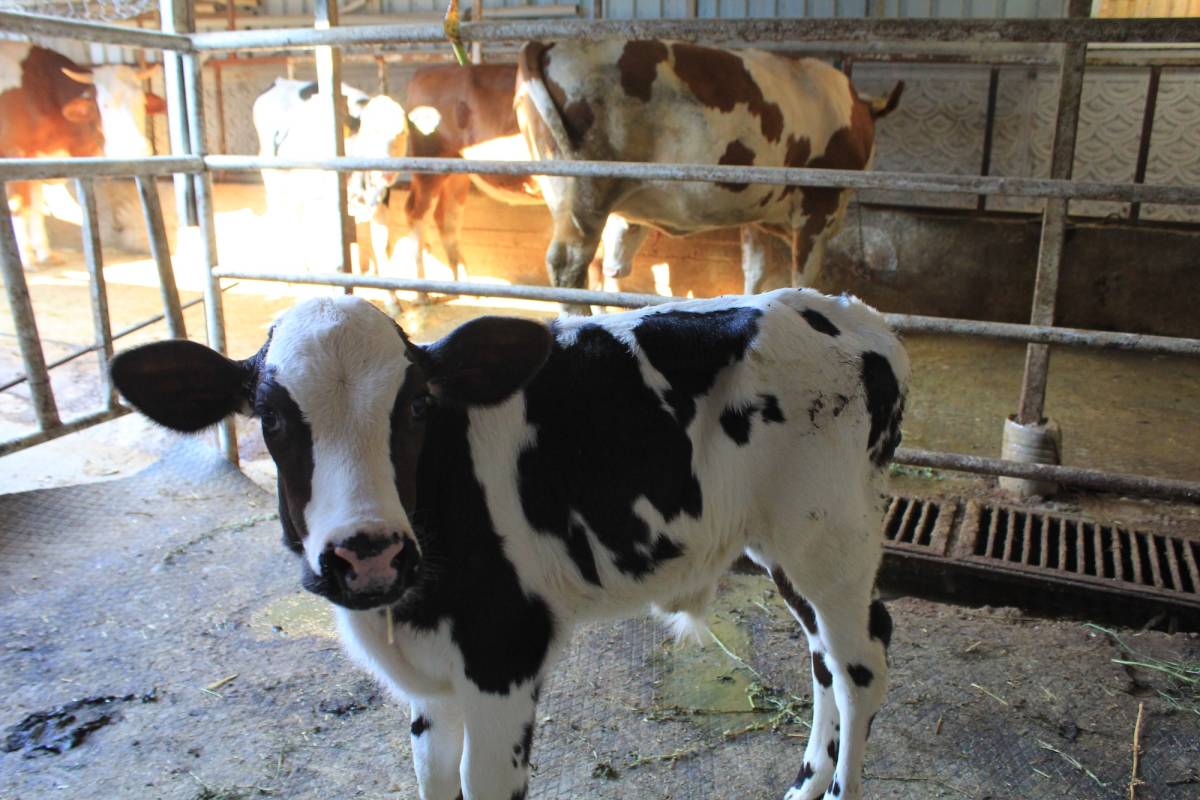 CHP'li Gürer: ABD'ye göre hayvan sayısı 2 milyon azaldı