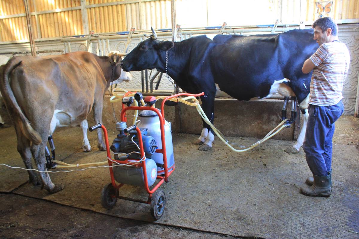 Toplanan içme sütü marta göre 152 bin ton düştü