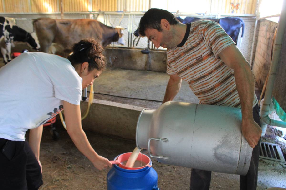 Trakya ve Ege'den süt firmaları Adana'da süt arıyor