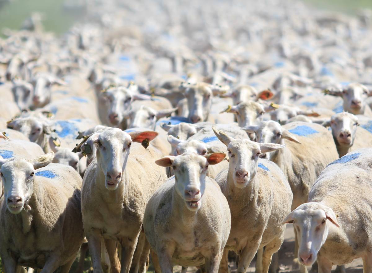 Yağlandılar ağırlaştılar ama piyasada alıcısı yok