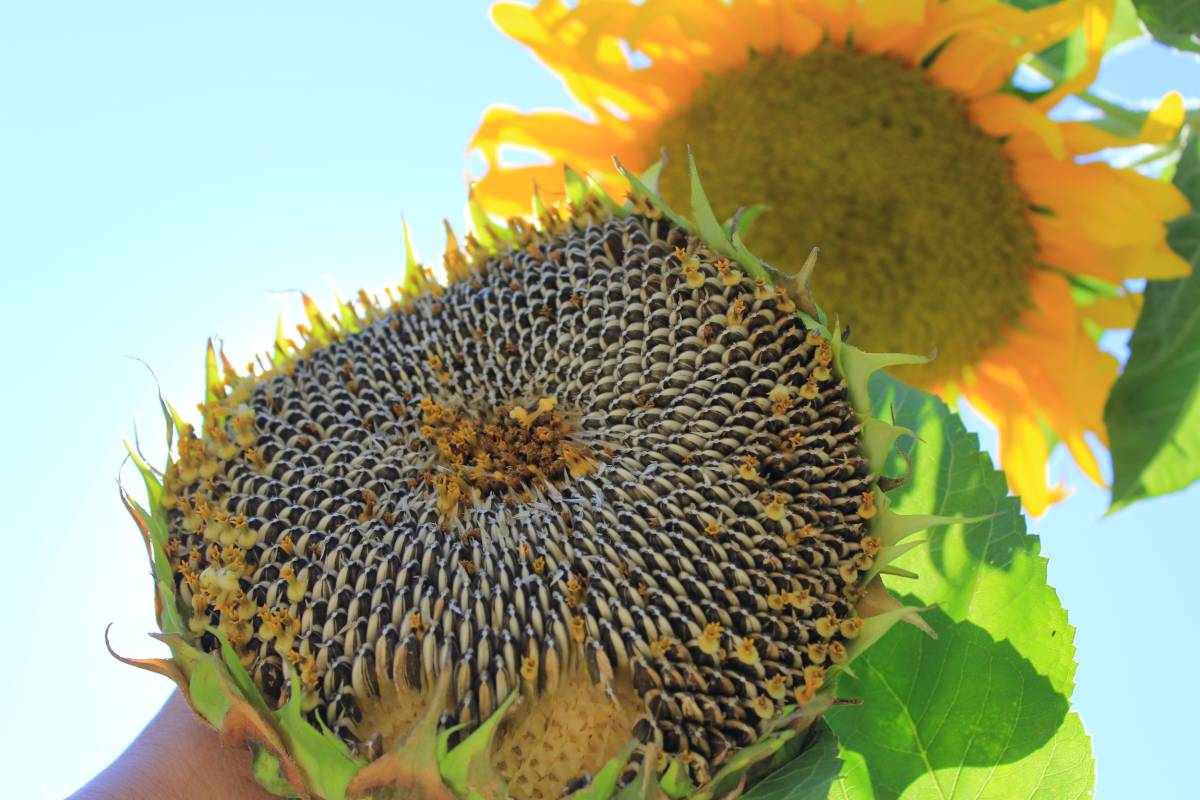 Afyonkarahisar'da çerezlik ayçiçeği tohumu desteği yapılacak